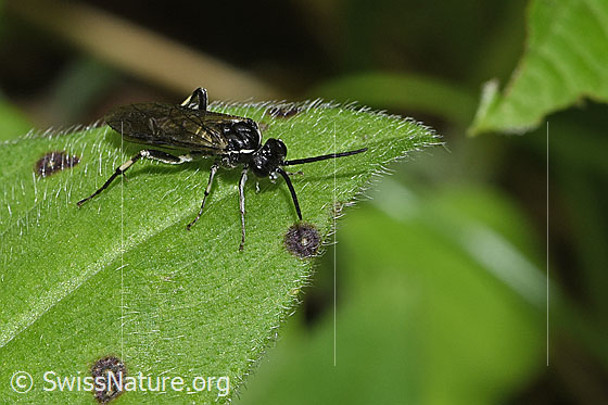 Macrophya alboannulata (Blattwespe)