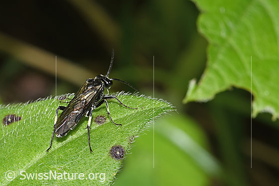 Foto: Wahrscheinlich Macrophya alboannulata (Blattwespe). Länge 9 - 13mm. Es könnte sich auch um eine Macrophya albicincta (Blattwespe) handeln. Ansicht von hinten oben.