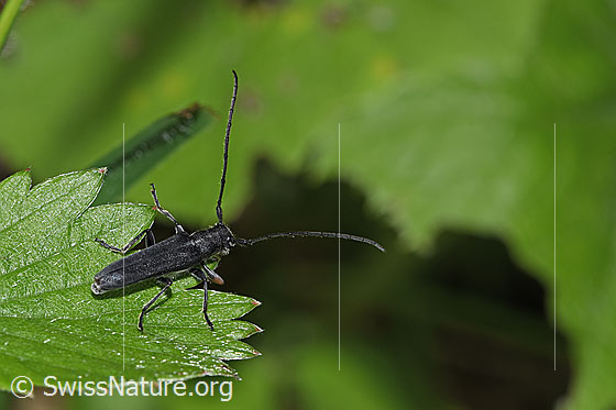 Foto: Zylindrischer Walzenhalsbock (Phytoecia cylindrica). Länge 11mm. Weibchen. Ansicht von schräg oben.