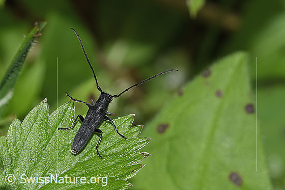 Foto: Zylindrischer Walzenhalsbock (Phytoecia cylindrica). Länge 11mm. Weibchen. Ansicht von oben.