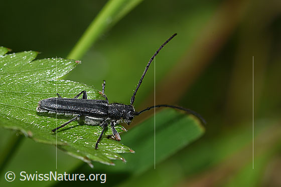 Foto: Zylindrischer Walzenhalsbock (Phytoecia cylindrica). Länge 11mm. Weibchen. Ansicht von seitlich oben.