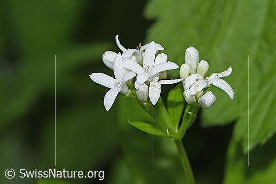 Foto: Echter Waldmeister (Galium odoratum). Blüten.
