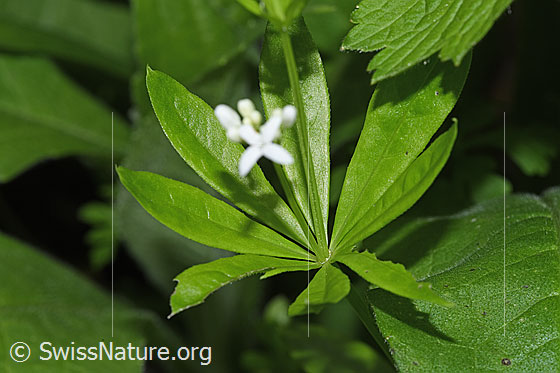 Foto: Echter Waldmeister (Galium odoratum). Blätter.