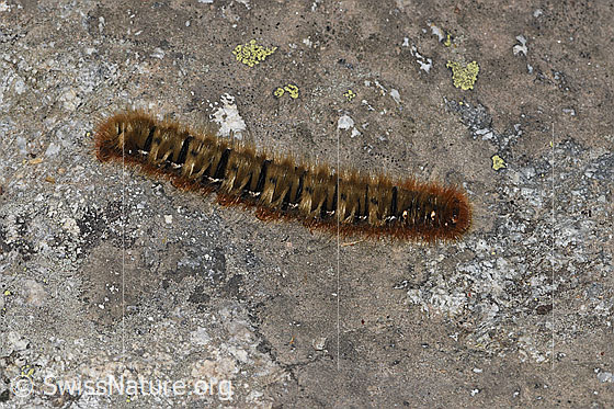 Foto: Eichenspinner (Lasiocampa quercus). Ansicht von seitlich oben.