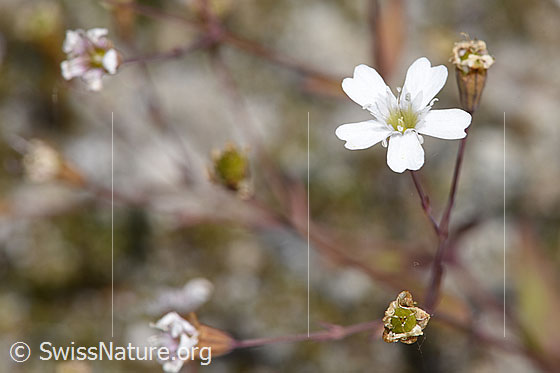 Photo: Silene rupestris. Blossom.