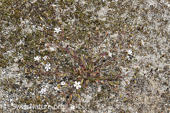 Photo: Silene rupestris. Whole plant (habiti).