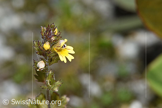 Photo: Euphrasia minima. Blossom, leaves and stem.