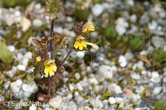 Foto: Zwerg-Augentrost (Euphrasia minima). Blüten, Stängel und Blätter.