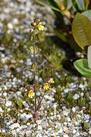 Foto: Zwerg-Augentrost (Euphrasia minima). Ganze Pflanze (Habitus).