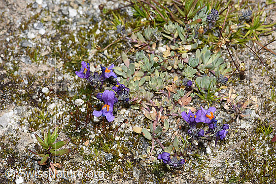 Photo: Linaria alpina. Whole plant (habiti).