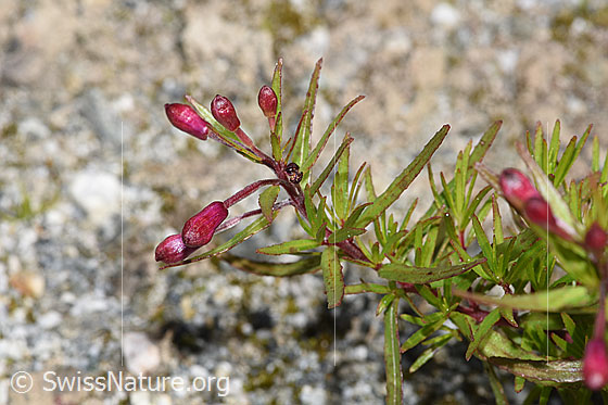 Foto: Fleischers Weidenröschen (Epilobium fleischeri). Knospen.