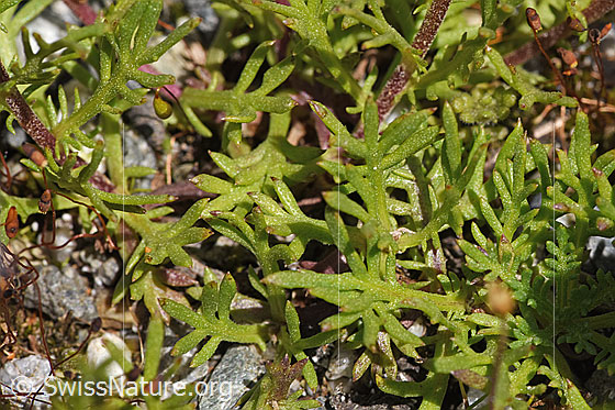 Foto: Moschus-Schafgarbe (Achillea erba-rotta). Blätter.