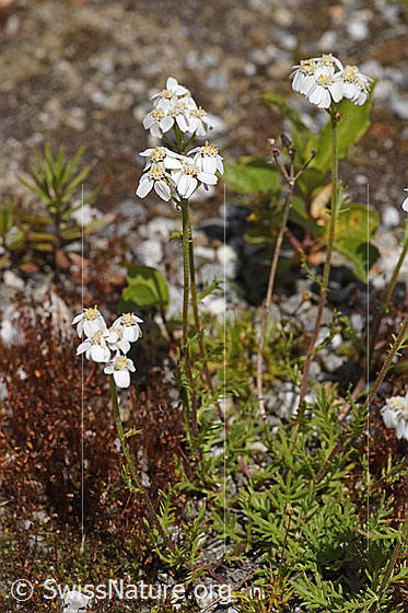Foto: Moschus-Schafgarbe (Achillea erba-rotta). Ganze Pflanze (Habitus).