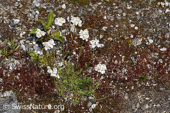 Foto: Moschus-Schafgarbe (Achillea erba-rotta). Ganze Pflanze (Habitus).
