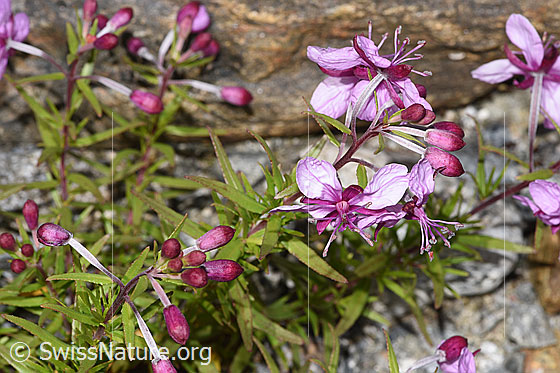Foto: Fleischers Weidenröschen (Epilobium fleischeri). Blüten.