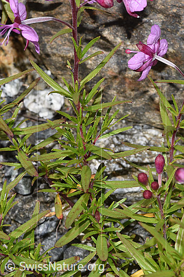 Foto: Fleischers Weidenröschen (Epilobium fleischeri). Blätter.