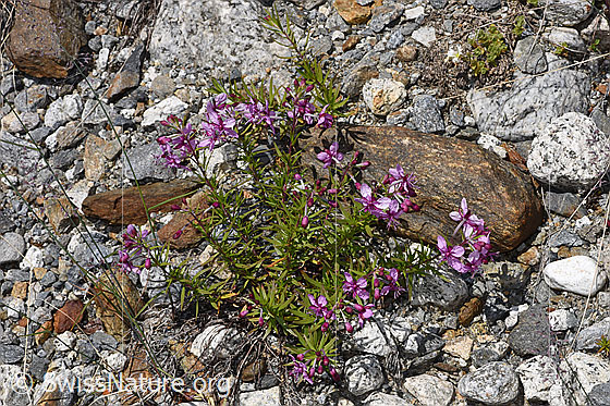 Foto: Fleischers Weidenröschen (Epilobium fleischeri). Ganze Pflanze (Habitus).