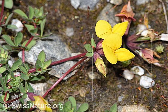 Foto: Alpen-Hornklee (Lotus alpinus). Blüte und Stängel.