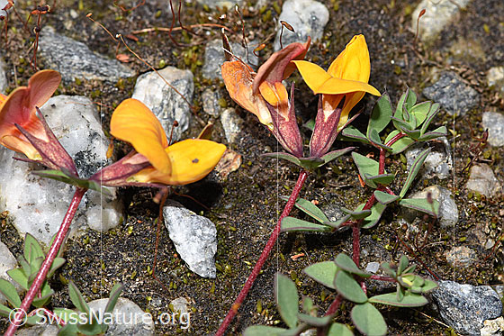 Photo: Lotus alpinus. Blossom, stem and leaves.