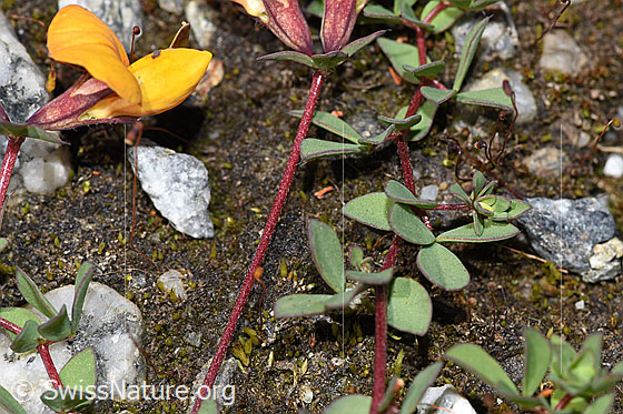 Foto: Alpen-Hornklee (Lotus alpinus). Stängel und Blätter.