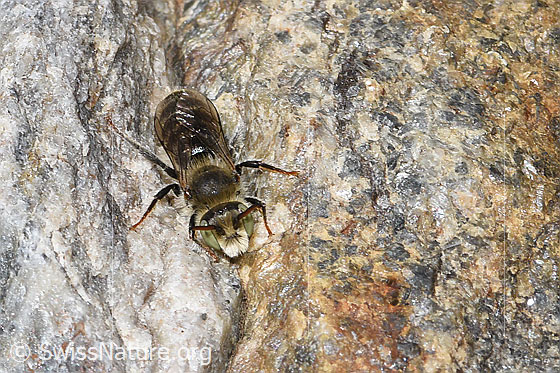 Foto: Wahrscheinlich Hornklee-Felsenbiene (Hoplitis loti). Länge 10mm. Männchen. Wird auch Osmia loti genannt. Ansicht von vorne oben.