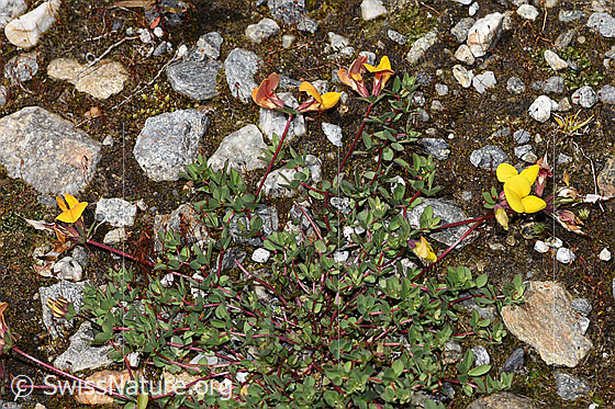 Photo: Lotus alpinus. Whole plant (habiti).