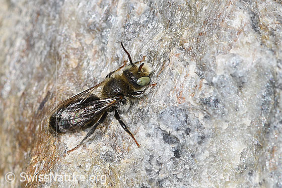 Foto: Wahrscheinlich Hornklee-Felsenbiene (Hoplitis loti).. Länge 10mm. Männchen. Ansicht von seitlich oben.