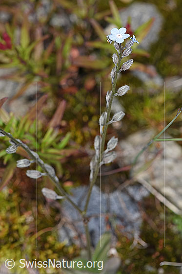 Photo: habiti. Stem, calyxes and blossom.