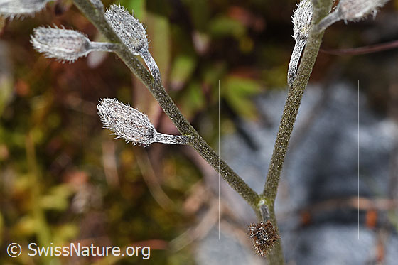 Photo: Myosotis alpestris. Stem and calyxes.