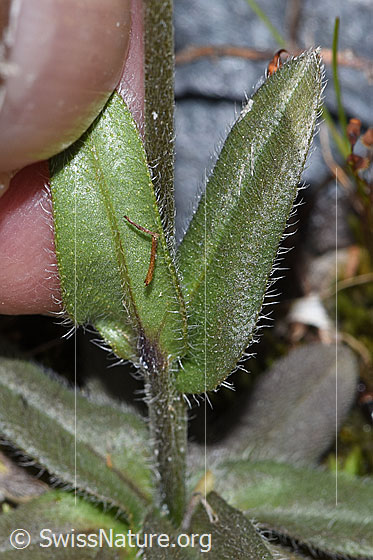 Photo: Myosotis alpestris. Leaf underside.