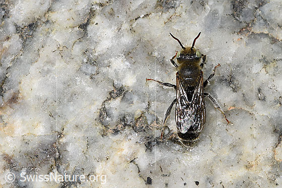 Foto: Wahrscheinlich Hornklee-Felsenbiene (Hoplitis loti).. Länge 10mm. Männchen. Ansicht von oben.