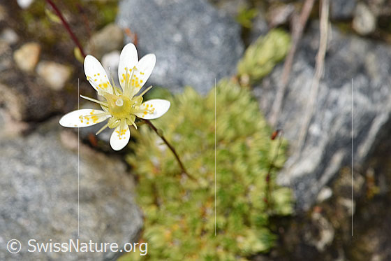 Foto: Moosartiger Steinbrech (Saxifraga bryoides). Blüte.
