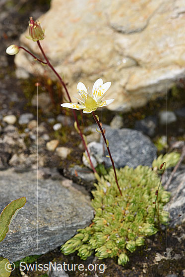 Foto: Moosartiger Steinbrech (Saxifraga bryoides). Ganze Pflanze (Habitus). Höhe: 4.5cm.