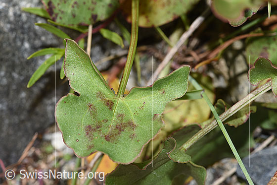 Foto: Schildblättriger Ampfer (Rumex scutatus). Blatt.