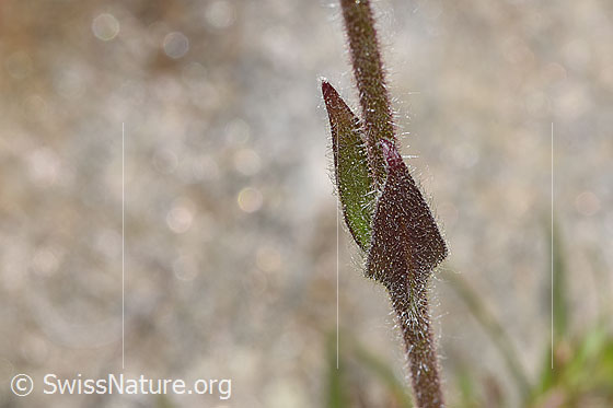 Photo: Arnica montana. Stem and stem leaves.