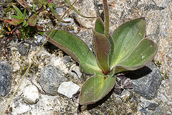 Photo: Arnica montana. Basic leaves.