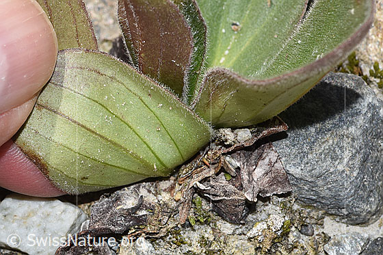 Photo: Arnica montana. Basal leaf. Leaf underside.