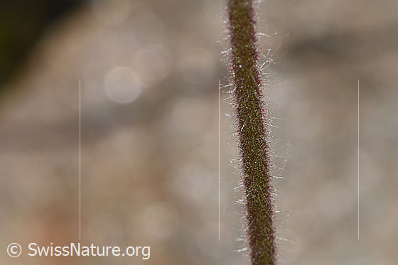 Photo: Arnica montana. Stem.