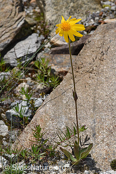 Foto: Arnika (Arnica montana). Ganze Pflanze (Habitus). Höhe: 30cm.