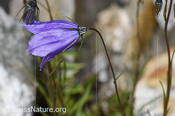 Foto: Scheuchzers Glockenblume (Campanula scheuchzeri). Blüte und Stängel.