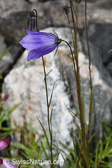 Foto: Scheuchzers Glockenblume (Campanula scheuchzeri). Blüte und Stängel.