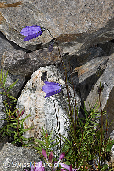 Foto: Scheuchzers Glockenblume (Campanula scheuchzeri). Ganze Pflanze (Habitus).