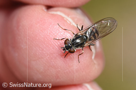 Foto: Schwebfliege der Gattung Platycheirus. Weibchen. Ansicht von oben.