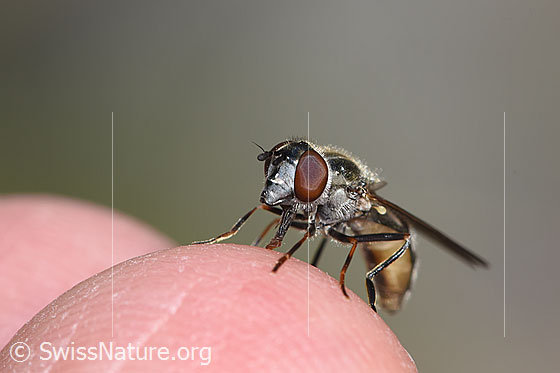 Photo: Hoverfly of the genus Platycheirus. Female. View from the front.