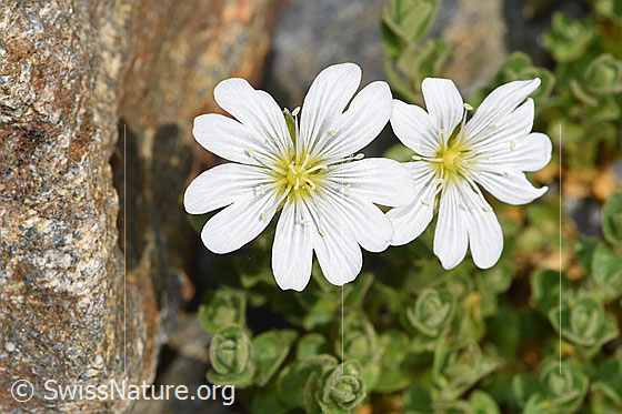 Foto: Wahrscheinlich Einblütiges Hornkraut (Cerastium uniflorum). Blüten. Ansicht von oben.