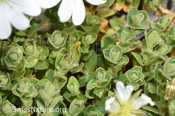 Foto: Wahrscheinlich Einblütiges Hornkraut (Cerastium uniflorum). Blätter.