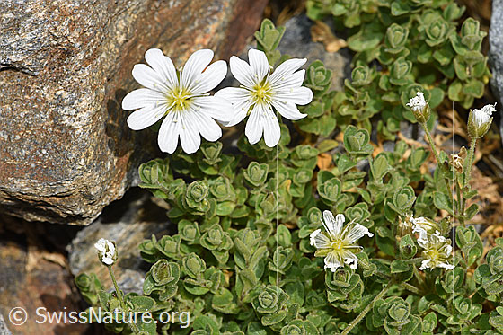 Foto: Wahrscheinlich Einblütiges Hornkraut (Cerastium uniflorum). Ganze Pflanze (Habitus).