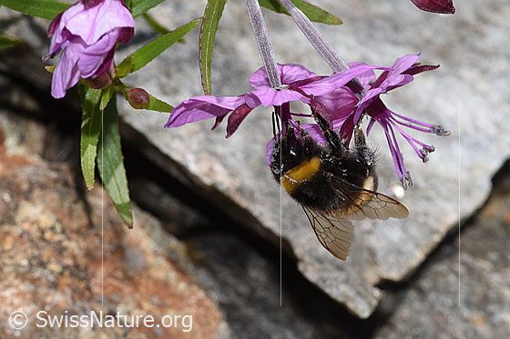 Photo: Probably Bombus terrestris on Epilobium fleischeri. Length 11 - 23mm. View from side front.