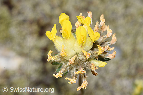 Foto: Alpen-Wundklee (Anthyllis vulneraria ssp. alpestris). Blütenstand.