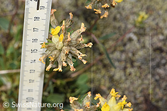 Foto: Alpen-Wundklee (Anthyllis vulneraria ssp. alpestris).